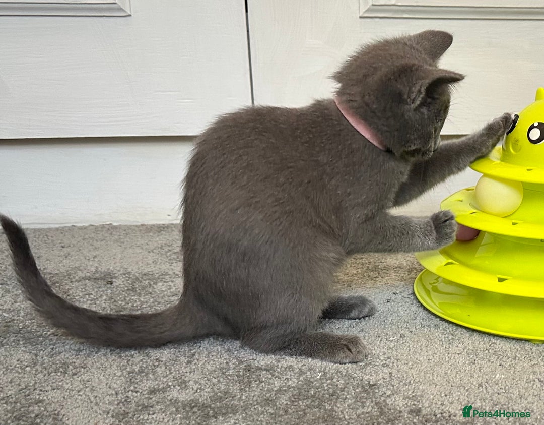 Russian Blue cats for sale: Russian Blue Kittens  - Image 15