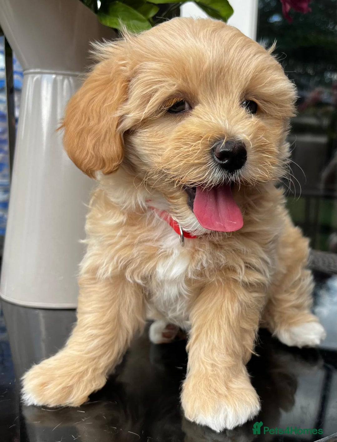 Maltipoo dogs for sale: Adorable Maltipoo  - Image 27