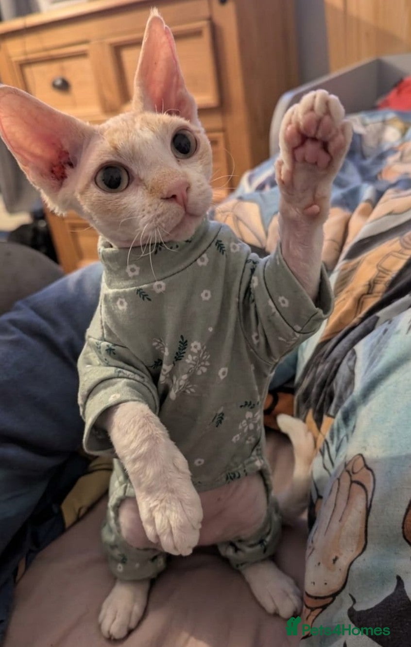 Sphynx cats 9 month old female sphynx  - Advert 1