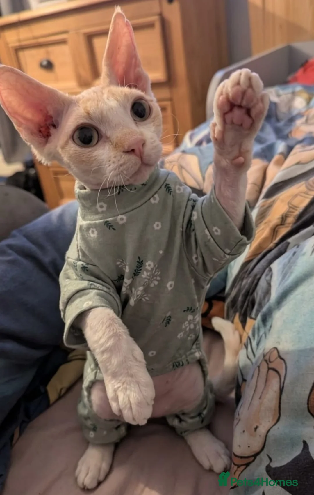 Sphynx cats for sale: 9 month old female sphynx  - Advert 1