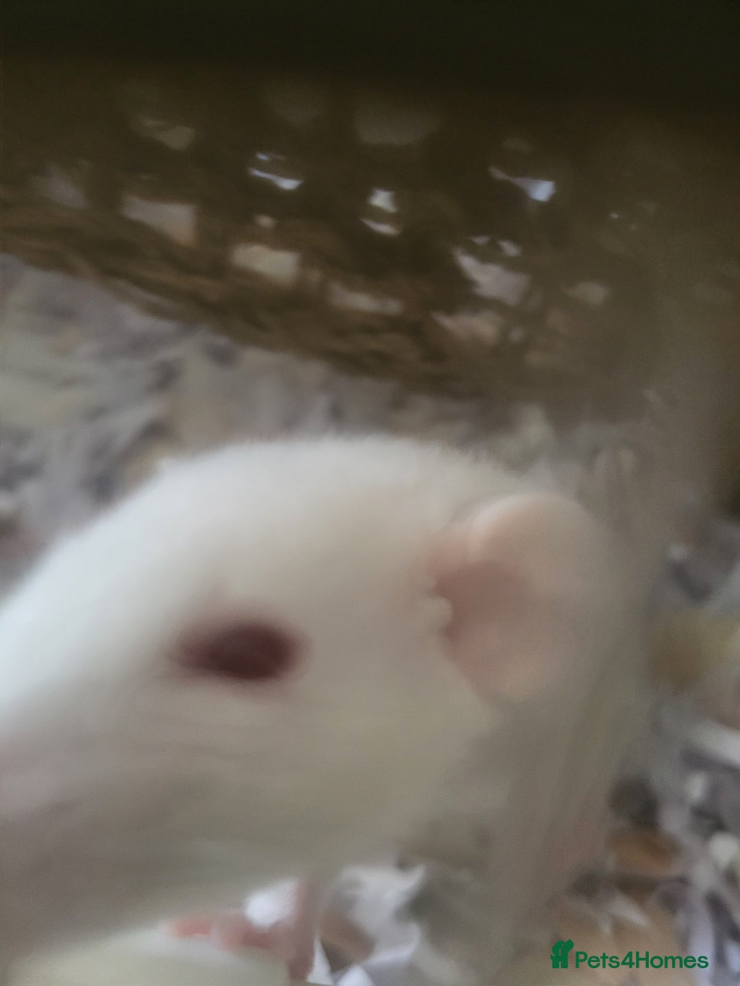 Rat rodents for sale: Mixed baby rats - males and females - Image 6
