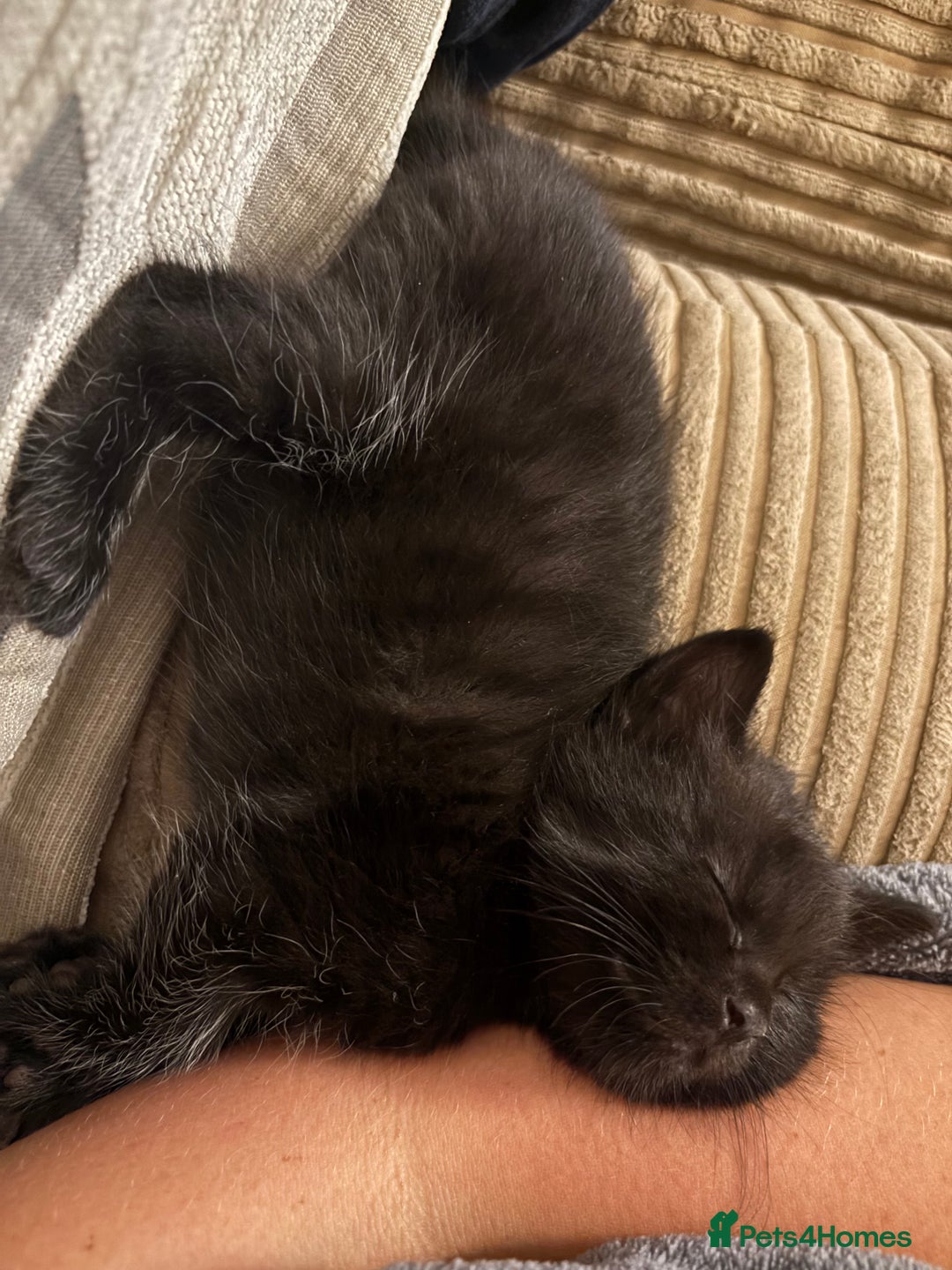 Mixed Breed cats for sale: Three Gorgeous Kittens - Image 7