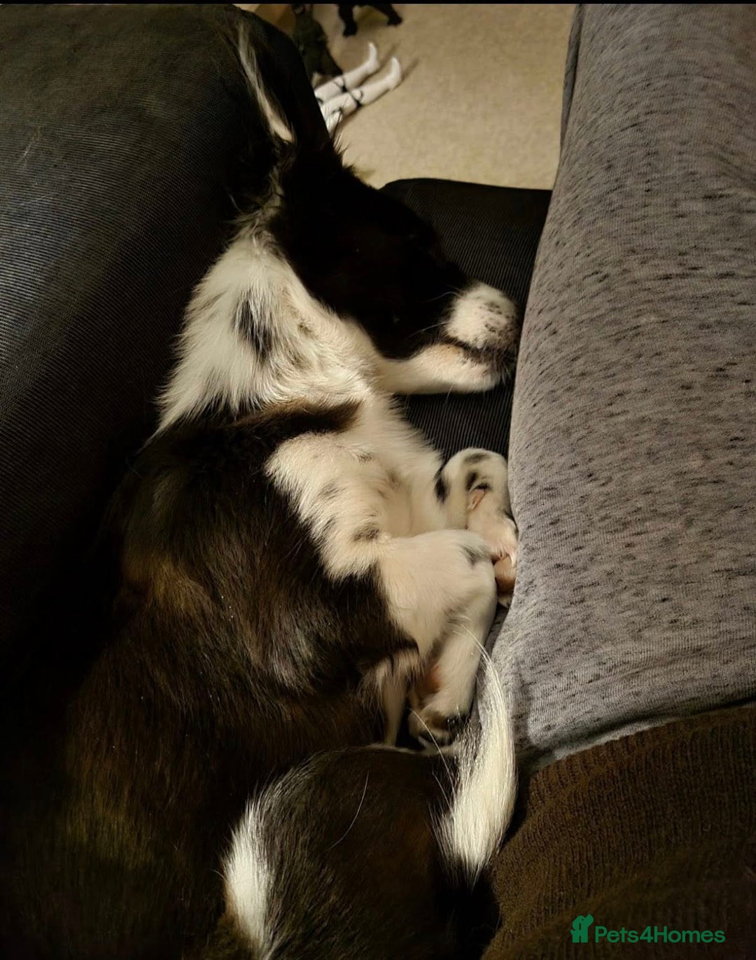 Mixed Breed dogs for adoption: 🐾 Gia 🐾 - Advert 4