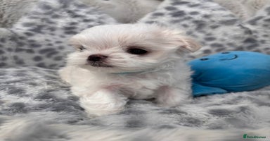 Maltese dogs - Advert 2