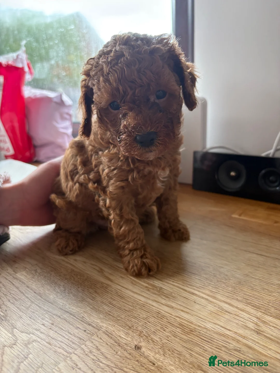 Cavapoo dogs for sale: Beautiful toy Cavapoos 3 girls 1 boys 💖💖💖💙 in Doncaster - Advert 1