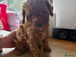 Cavapoo dogs Beautiful toy Cavapoos 3 girls 1 boys 💖💖💖💙 - Advert 1