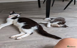 Mixed Breed cats for sale: 4 Little Boys  - Image 5