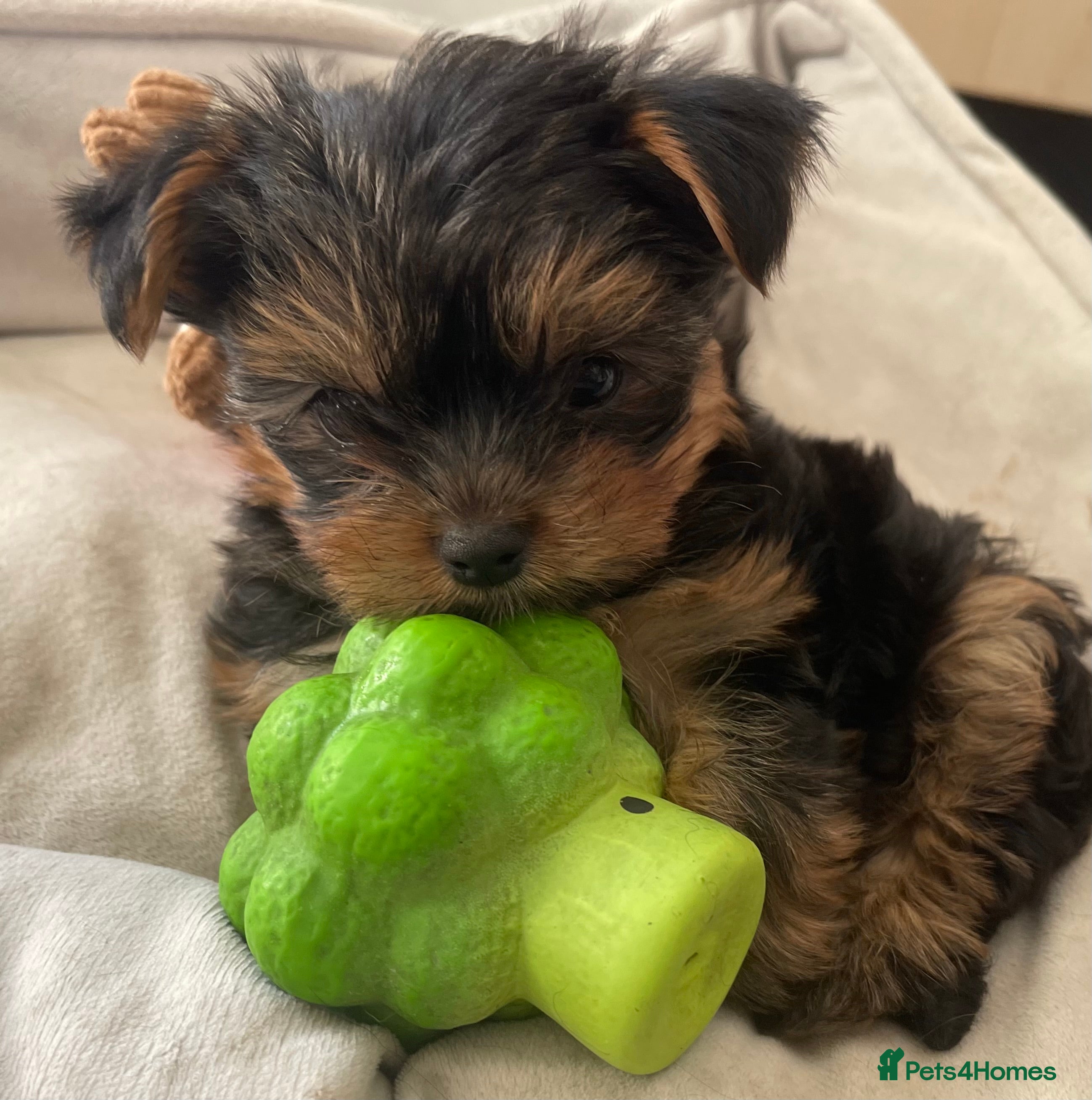 Yorkshire Terrier dogs Adorable Mini Yorkshire Terrier puppies - Advert 9