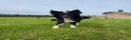 Border Collie dogs for sale: Border Collie Puppy’s litter of 6 gorgeous pups.  - Advert 25
