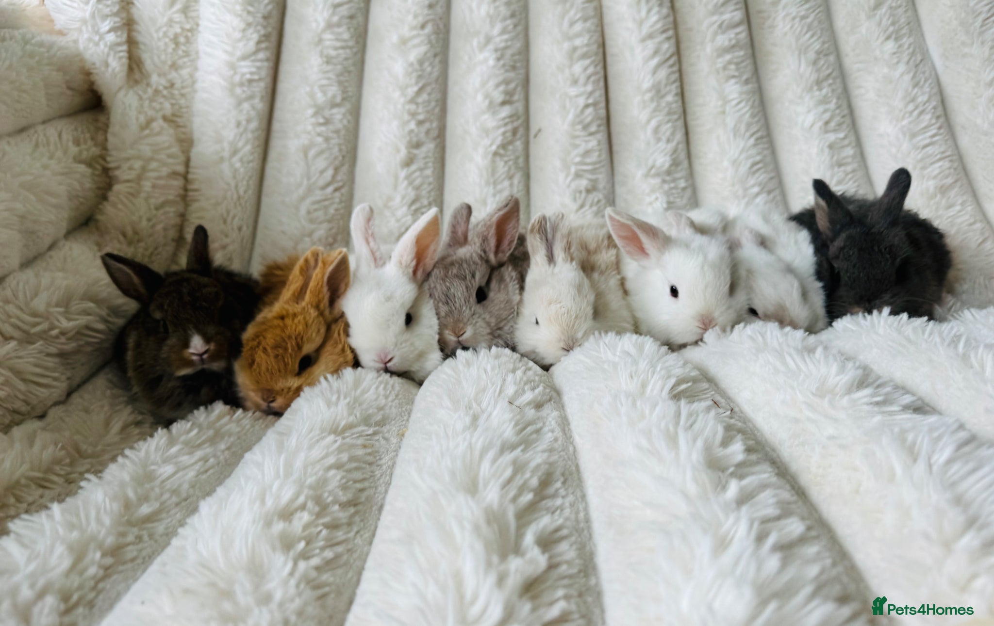 Mixed Breed rabbits Very Friendly Well Handled Bunnies - Advert 2