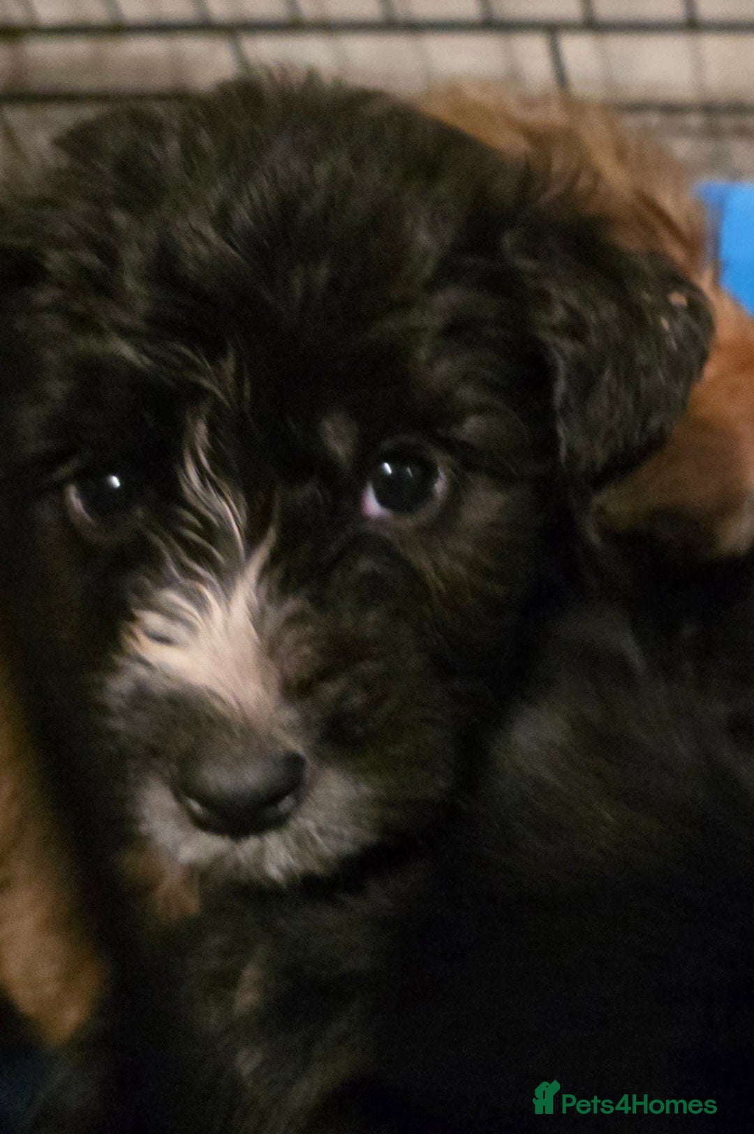 Jackapoo dogs for sale: Jackapoo - Advert 2