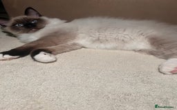 Ragdoll cats for sale: 3 month male ragdoll - Advert 3