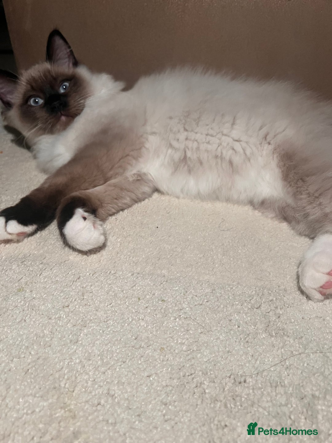 Ragdoll cats for sale: 3 month male ragdoll - Advert 3
