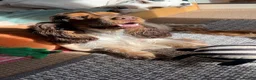 Cocker Spaniel dogs for sale: Kc registered cocker spaniel puppies  - Advert 17