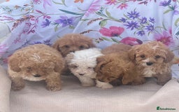 Cavapoo dogs for sale: Cavapoo puppies - Image 12