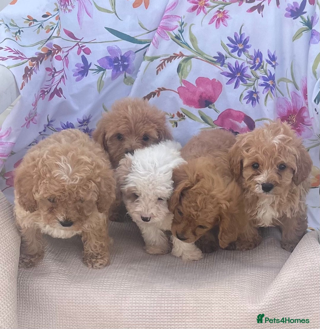 Cavapoo dogs for sale: Cavapoo puppies - Image 12