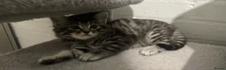 Mixed Breed cats for sale: 5 super fluffy female kittens - Advert 15