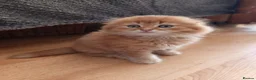 Scottish Fold cats for sale: 3 ginger girls and one boy available    - Advert 7
