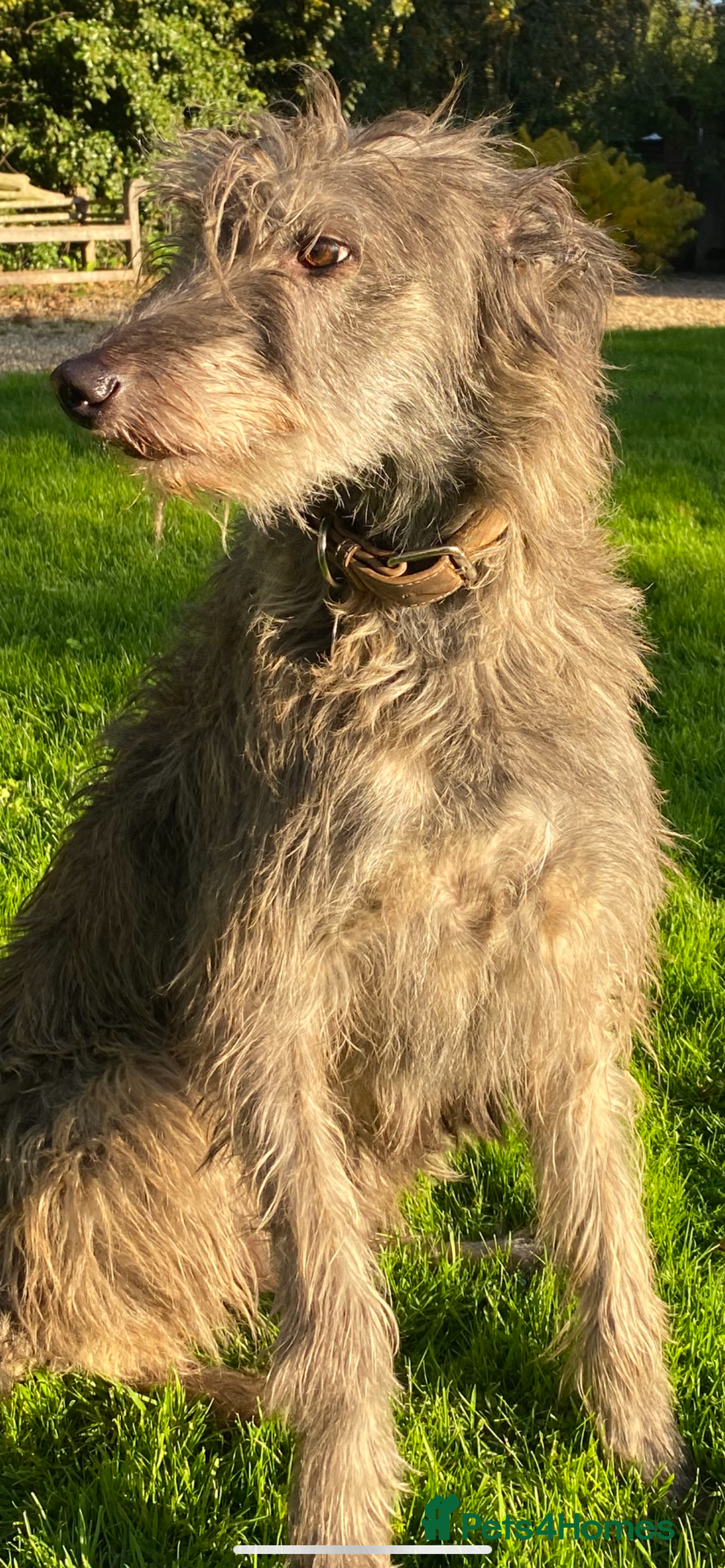 Lurcher dogs for sale: GOLDEN DEERHOUND LURCHER PUPPIES  - Image 3