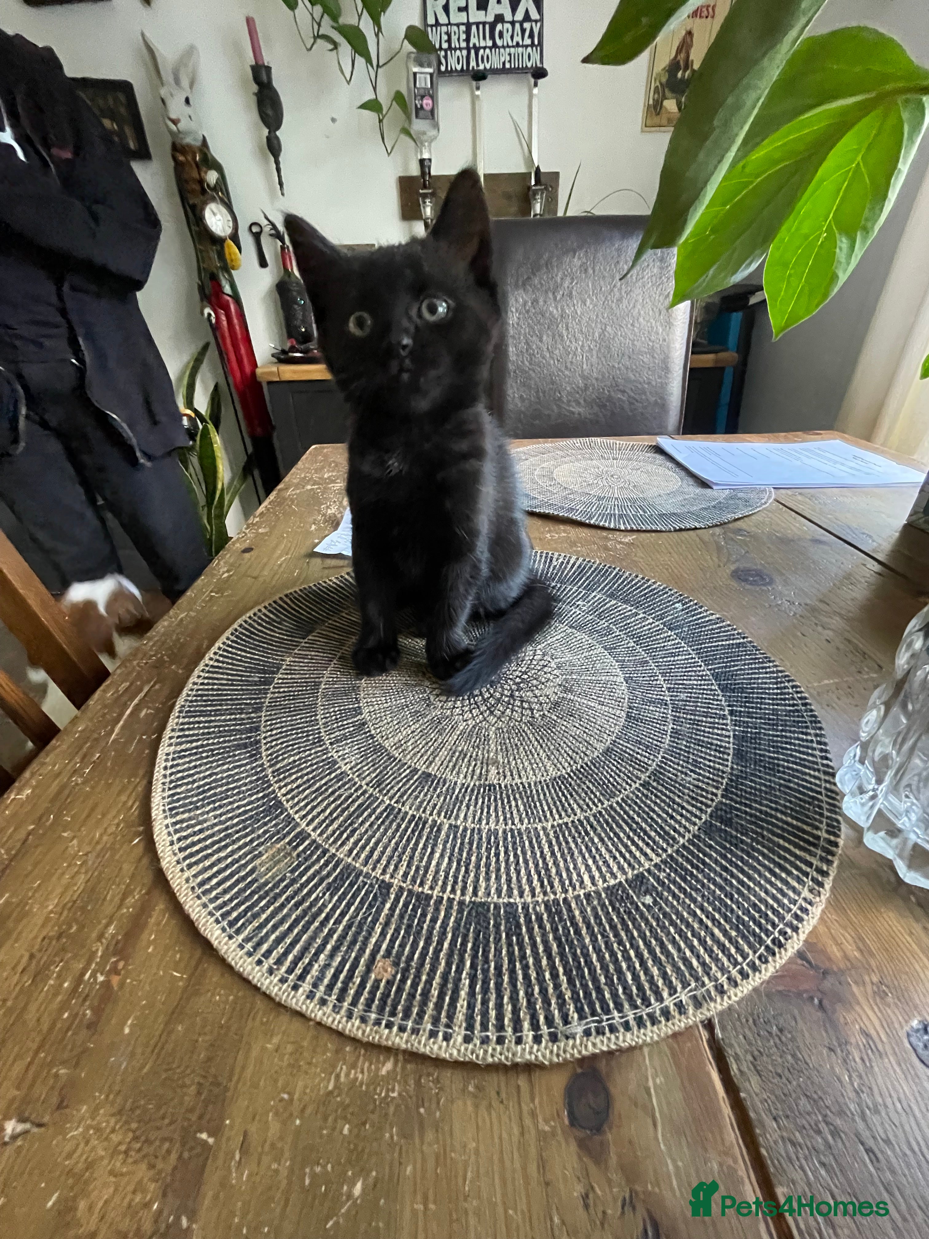 Mixed Breed cats for sale: 2 lovely female black kittens - Advert 3