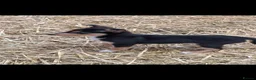 Australian Kelpie dogs for sale: Beautiful kelpie puppies for sale - Advert 13