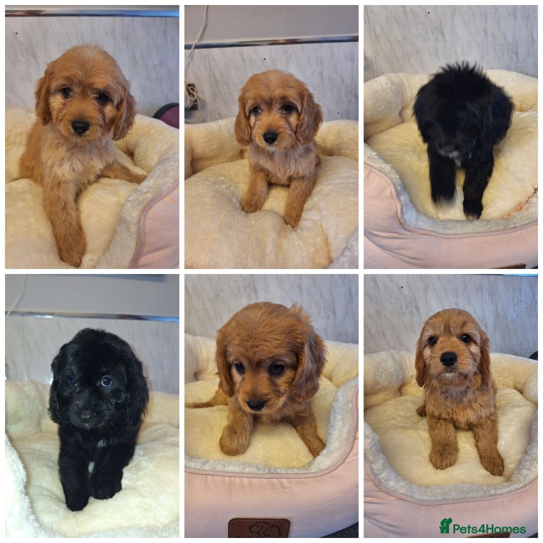 Cavapoo dogs F1 CAVAPOO READY NOW - Advert 1