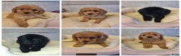 Cavapoo dogs for sale: F1 CAVAPOO READY NOW - Advert 1