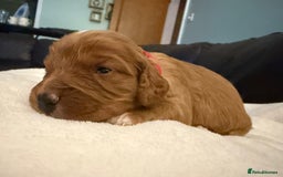 Mixed Breed dogs for sale: Cockapoo/Cavapoo Mix Puppies Available 10 Nov 25 - Image 24