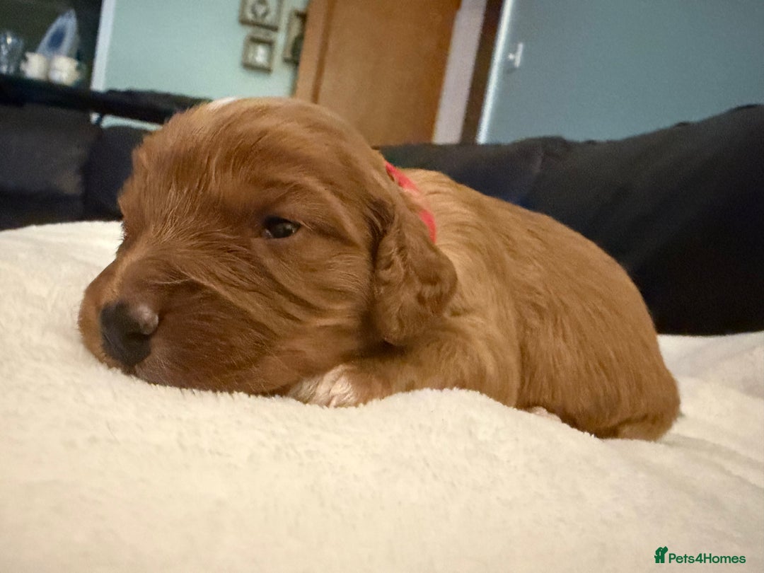 Mixed Breed dogs for sale: Cockapoo/Cavapoo Mix Puppies Available 10 Nov 25 - Image 24