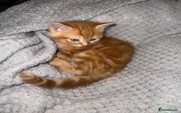 Domestic Shorthair cats for sale: Real life Garfield🤩 - Image 19
