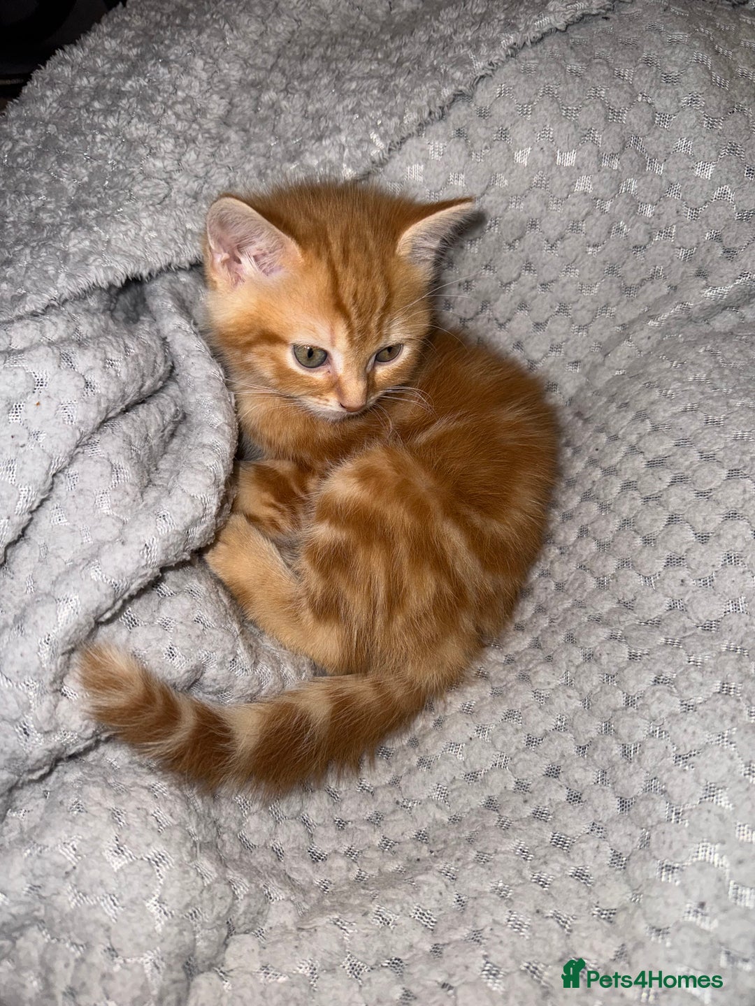 Domestic Shorthair cats for sale: Real life Garfield🤩 - Image 19