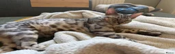 Bengal cats for sale: 9 month old Bengal boy  - Advert 3