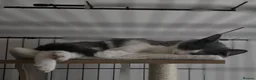 Domestic Shorthair cats for adoption: Tommy & Arthur - Adopt Cats in Crisis East London - Advert 5