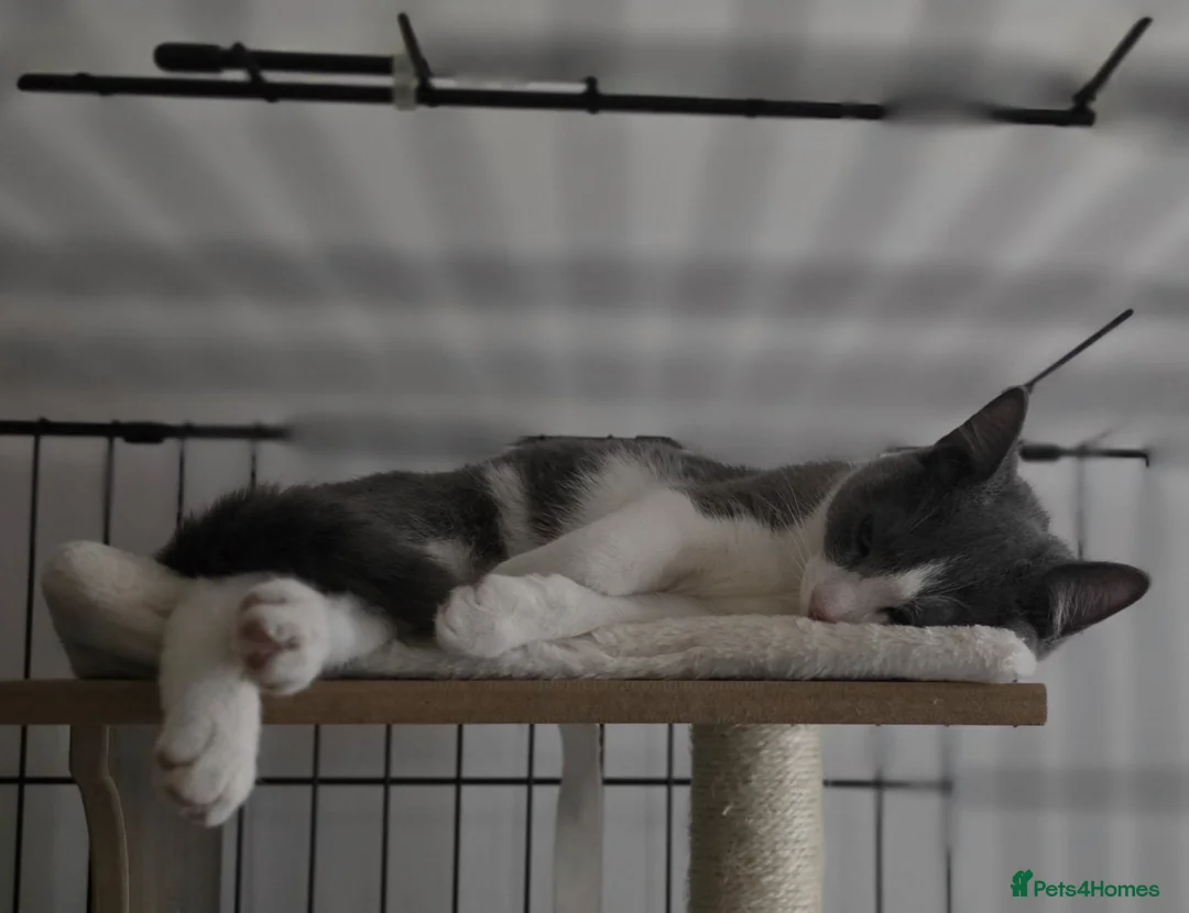 Domestic Shorthair cats for adoption: Tommy & Arthur - Adopt Cats in Crisis East London - Advert 5