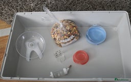 Hamster rodents for sale: Syrian Hamsters - various ages and cage - Image 22