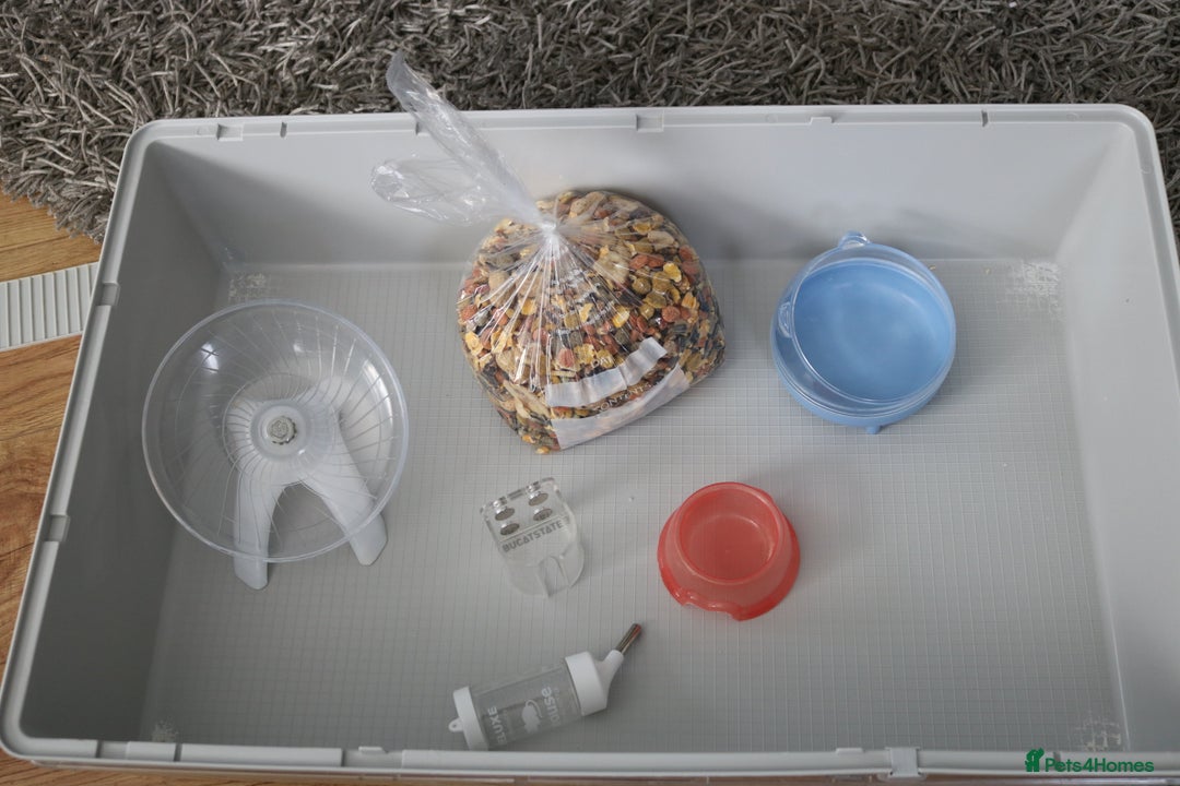 Hamster rodents for sale: Syrian Hamsters - various ages and cage - Image 22