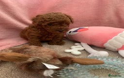 Toy Poodle dogs for sale: Toy poodle girl - Image 2
