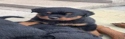 Rottweiler dogs for sale: AMAZING PEDIGREE REGISTERED ROTTWEILER PUPPIES - Advert 16