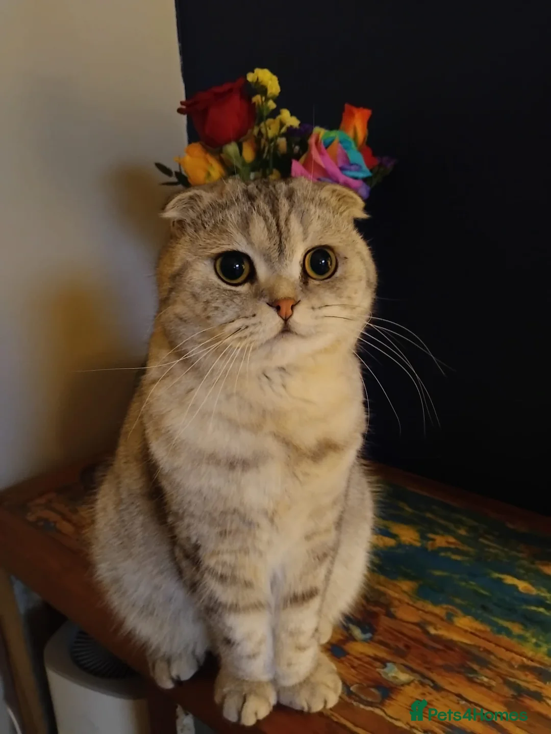 Scottish Fold cats for sale: Male Scottish Fold almost 2 - Advert 2