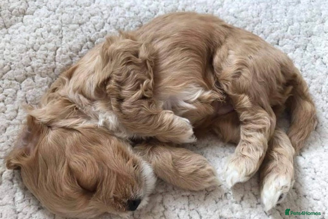 Cockapoo dogs for stud: Experienced Health Testa Cockapoo F1B Stud in Southampton - Image 11