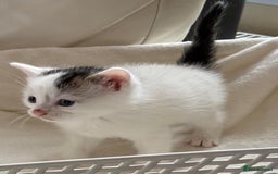 British Shorthair cats for sale: British Shorthair Kittens!  - Image 18