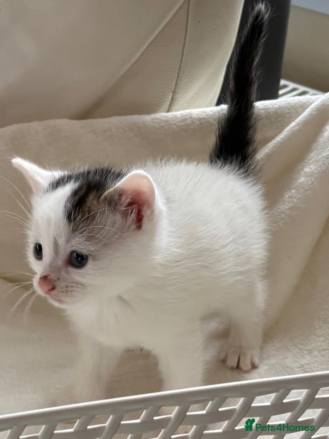 British Shorthair cats for sale: British Shorthair Kittens!  - Image 18