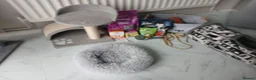 Mixed Breed cats for sale: Free two cats with stuff need gone asap in Liverpool - Advert 3