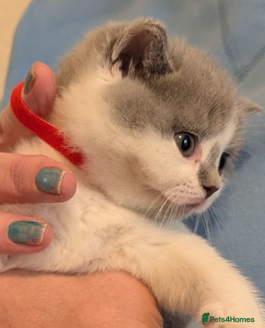 British Shorthair cats for sale: Stunning pedigree British short hair kittens  - Advert 23