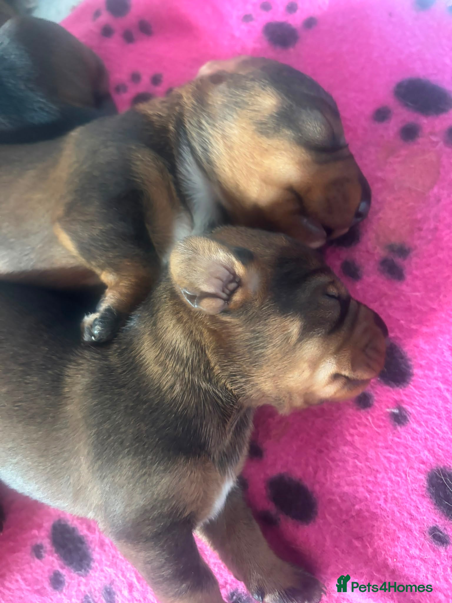 Dachshund dogs Teckels  - Advert 2