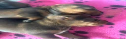 Dachshund dogs for sale: Teckels  - Advert 2