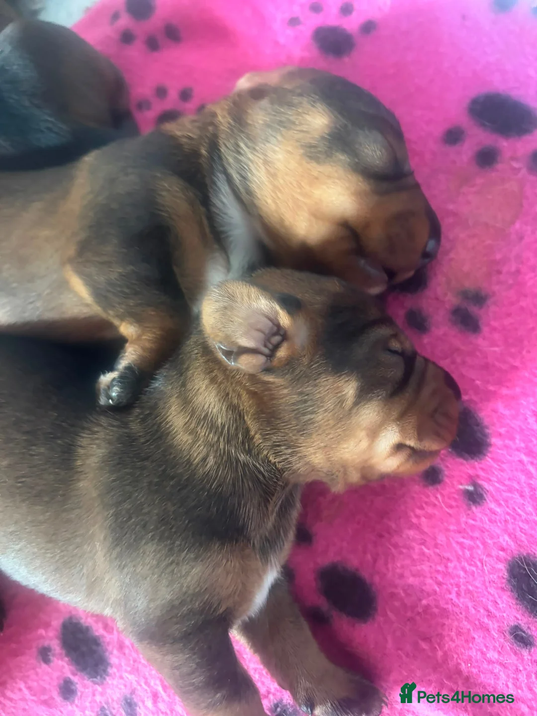 Dachshund dogs for sale: Teckels  - Advert 2