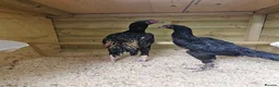 Chickens poultry for sale: O shamos pure japenese and belguims   - Advert 6