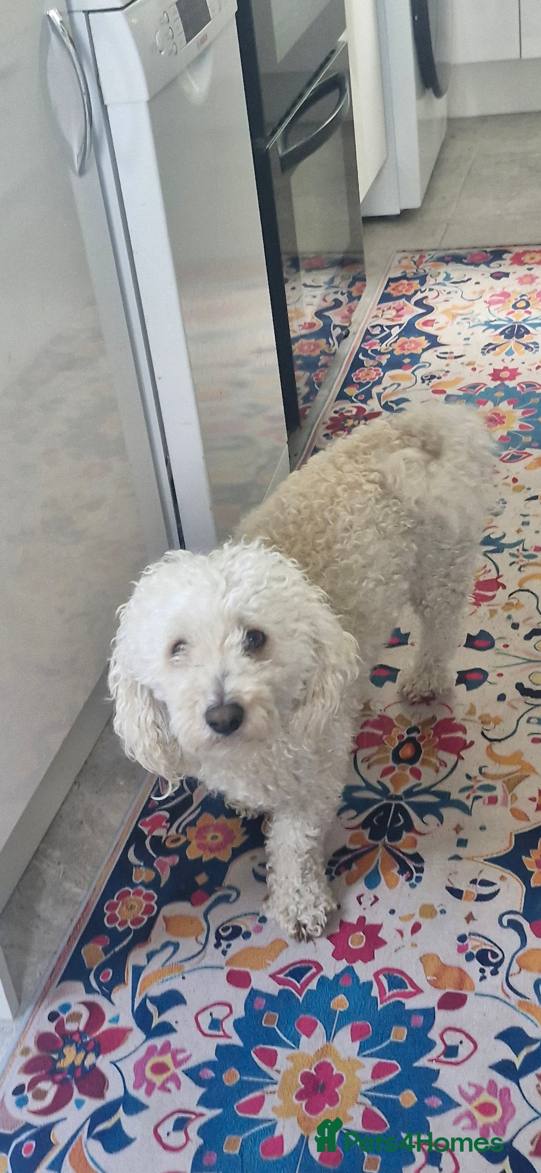 Shihpoo dogs for sale: Charlie for sale - Image 1