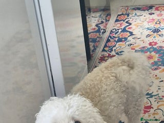 Shihpoo dogs Charlie for sale - Advert 2